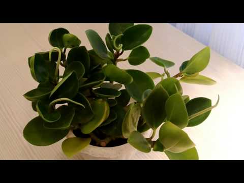 Video: Ficus Microcarpa: Mājas Aprūpe