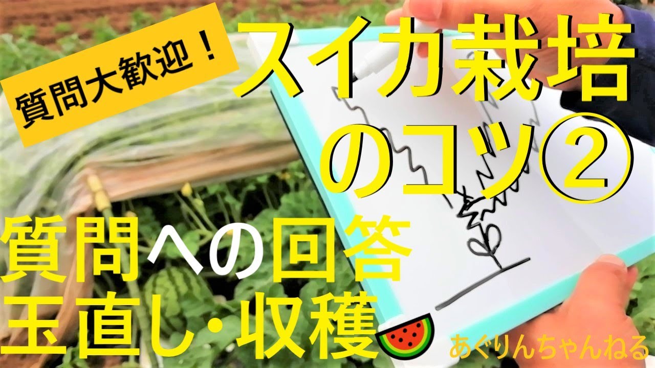 【スイカの育て方🍉】質問のお返事と玉直し・収穫を詳しく解説！【有機農家直伝！無農薬で育てる家庭菜園】