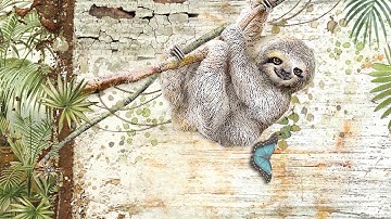 Amazonia Collection - Slideshow