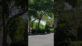 Your 10 seconds of Fruitland Park #florida #travel #roadside