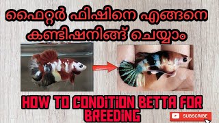 LIVE DEMO!!! ബീറ്റാ ഫിഷിനെ എങ്ങനെ കണ്ടീഷനിങ്ങ് ചെയ്യാം|Conditioning bettafish breeding |NIRUSPETZONE by Niru's Petzone 72 views 2 years ago 7 minutes, 3 seconds