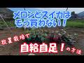 メロンとスイカはもう買う必要なし！放置栽培でもゴロゴロ収穫する方法とその秘密とは…【農業・家庭菜園・自給自足】