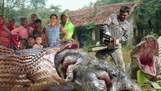 Famous Clean up. Brave Villagers Confront Giant Python Attack – Man Uses Chainsaw to Save the Village Wealth