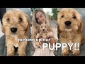 PICKING UP OUR PUPPY (the best day of my life) !!