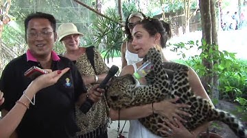 Baby Tigers at Namuang Safari Park in Koh Samui