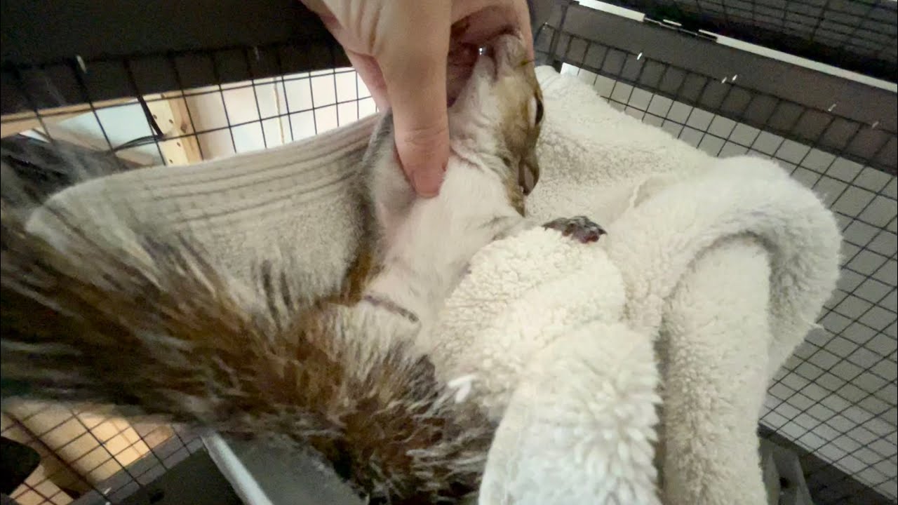 Snuggly Squirrel pets YouTube