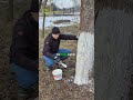 Bielenie drzewek owocowych 🌳 Kiedy, jak I czym bielizna?