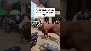 Qurban Cow Released Causes A Stir qurbancow qurban funny