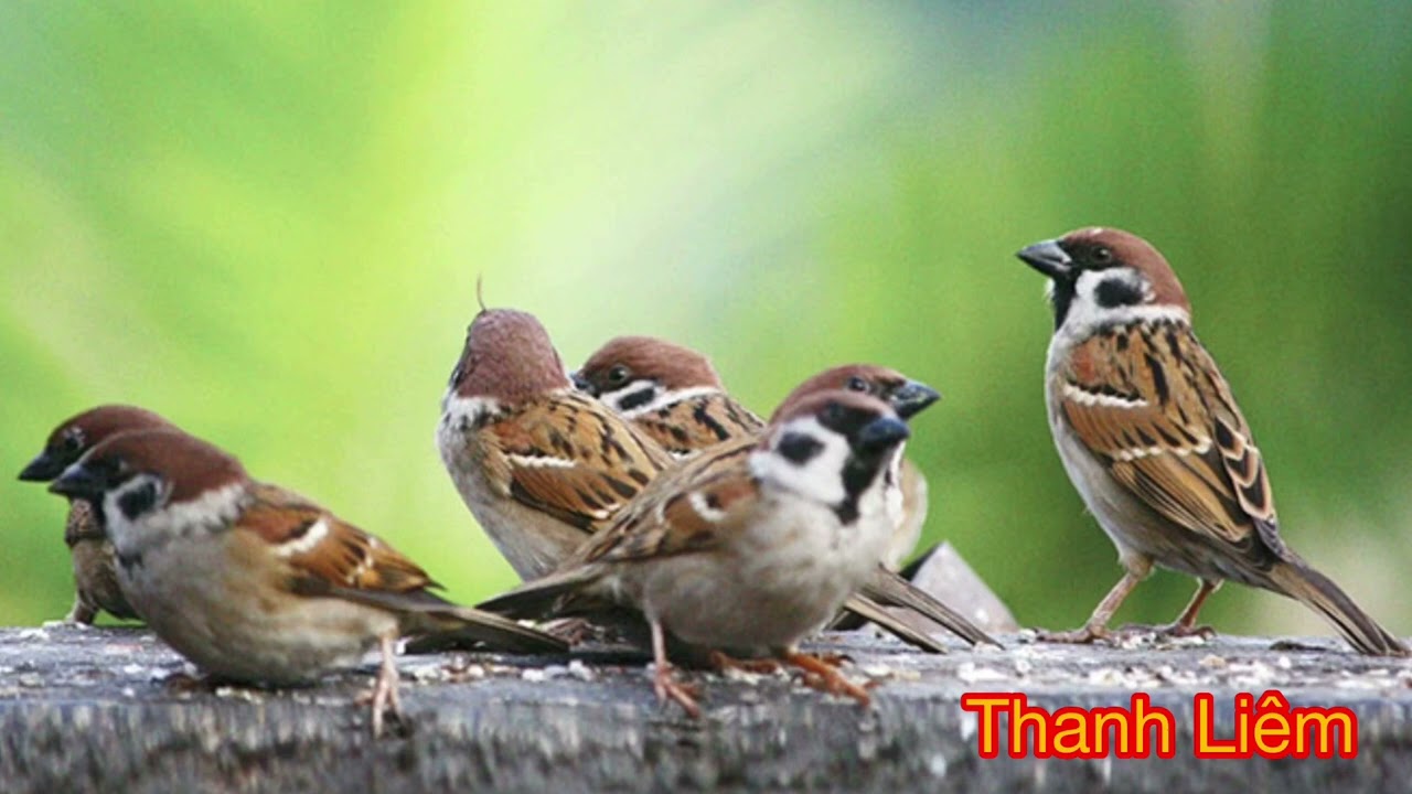 Tiếng chim sẻ dùng để bẫy keo