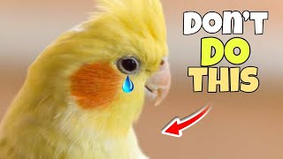 Don’t Kill Your Cockatiel With These 5 Mistakes