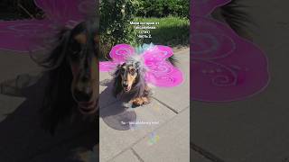 Таксабабочка🩷 #такса #суперсобака #собака #минитакса  #милота #стих #dachshund #doxieworld