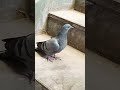 Pigeon lover   ytshorts pigeon kabootar bird nature love like viral birds sky popular