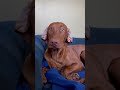 Cutest house elf ❤️ #vizsla #dogmom #puppy #pointer #doghumor