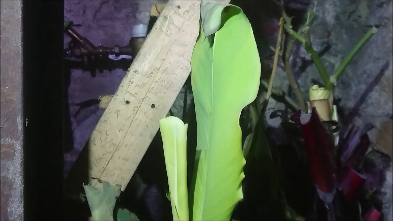 Wintering banana trees in the cellar. Zimowanie bananów w piwnicy