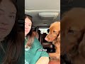La increíble capacidad de los perros para detectar el peligro #shorts #dogs #lifesaving