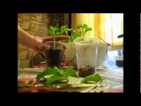 Петуния. Размножение петуний черенками