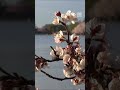 Washington's Cherry Blossoms Reach Peak Bloom