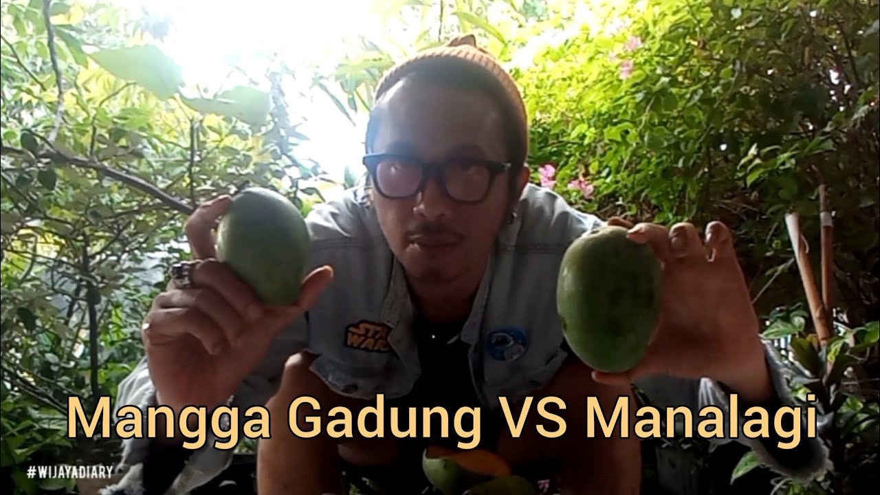Mangga Gadung VS Manalagi, Enakan Mana?
