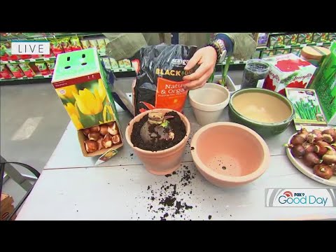 Video: Svogūnėlių atvėsimo laikotarpis – patarimai, kaip atšaldyti gėlių svogūnėlius