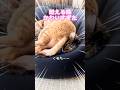 【猫動画】大人になったなぁ☺️💕 #かわいい猫 #cat #チャトラ #キジトラ#寛大