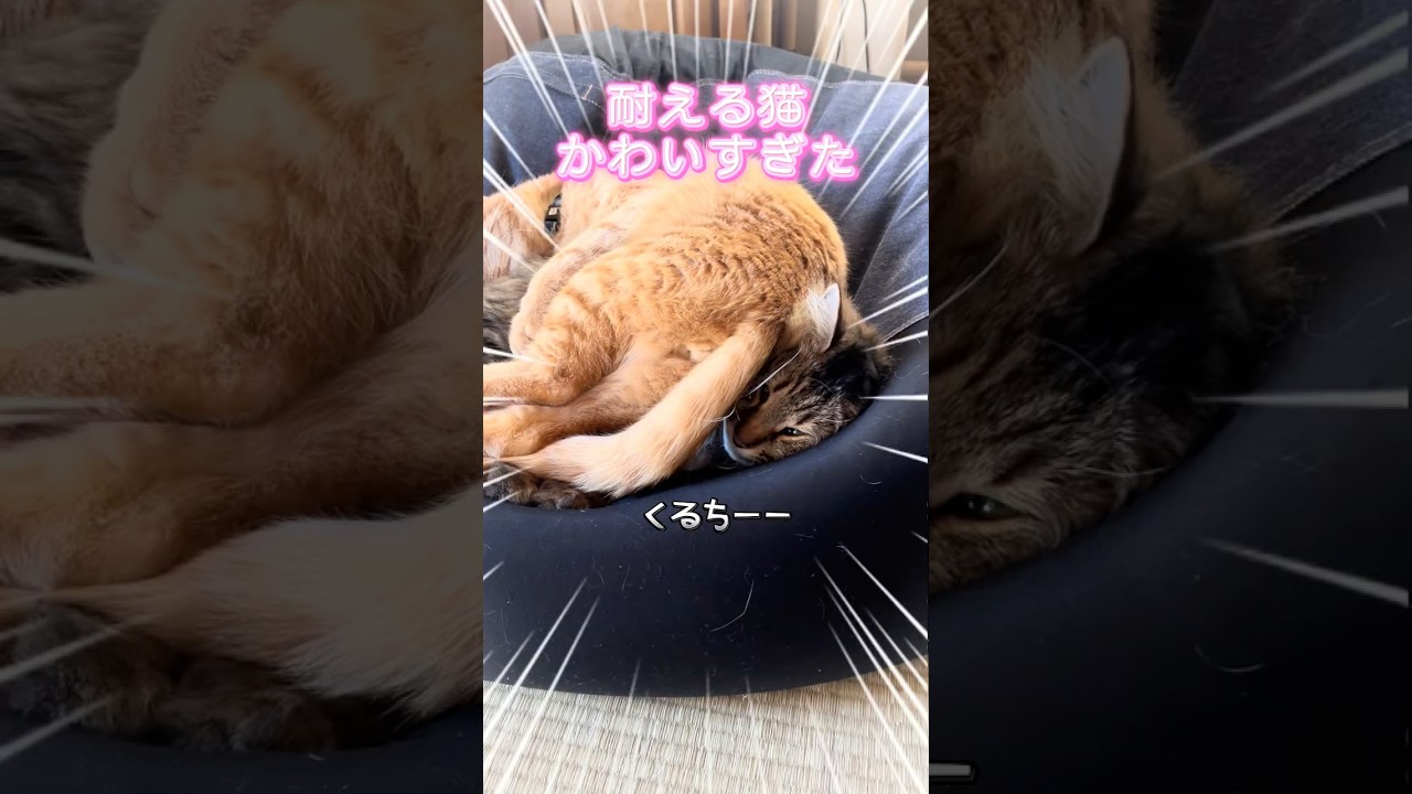 【猫動画】大人になったなぁ☺️💕 #かわいい猫 #cat #チャトラ #キジトラ#寛大