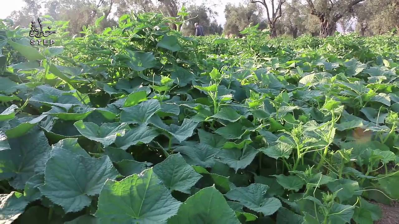 خطوة || جولة في مزارع الغوطة الشرقية أثناء جني المحاصيل