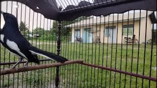 suara pancingan Kacer jantan memanggil betina