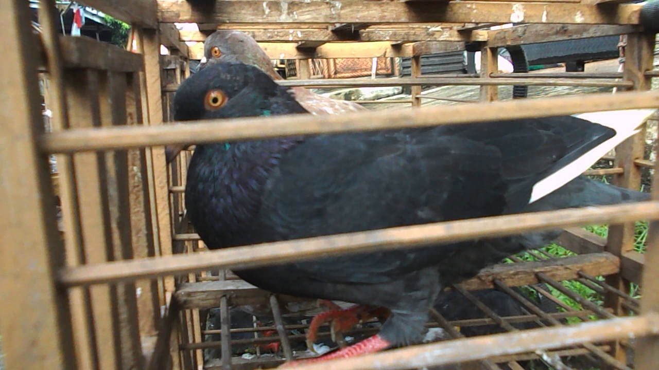 Download Burung Dara Hitam Tlampik Balap Mp3 Mp4 3gp Flv