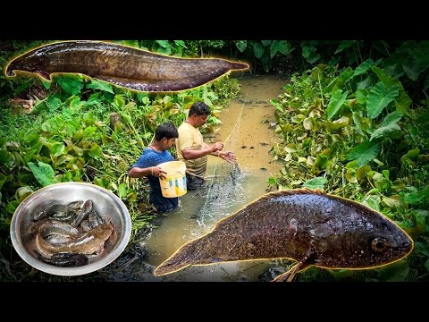 বর্ষার শুরুতেই খাল-বিল থেকে মাছ ধরা শুরু হয়ে গেছে | আর কি কি মাছ পেলাম দেখুন ||
