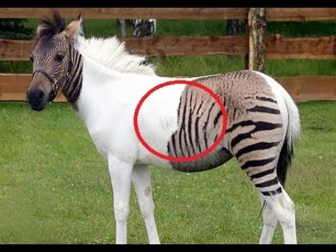 Bizarre Animal Hybrids