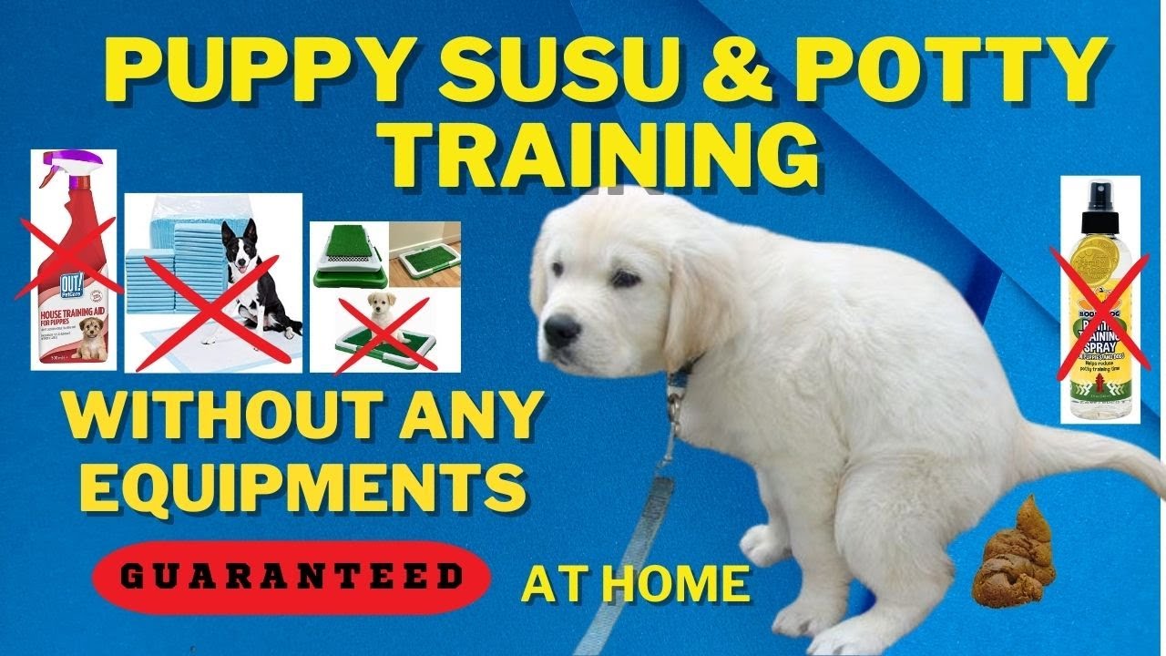 how to potty train a puppy puppy potty training at home puppy potty