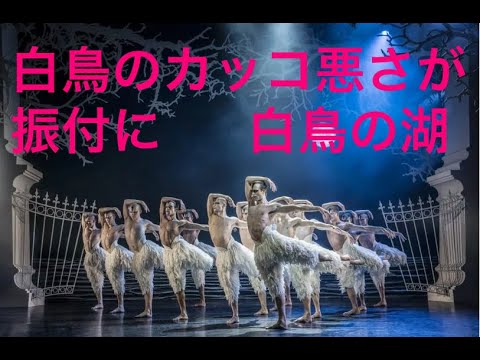 白鳥のカッコ悪さが振付に マシューボーン Swan Lake ADPダンス