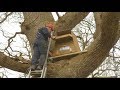 How to Erect a Barn Owl Nestbox in a Tree