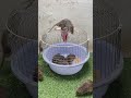 Best trap at home/good mouse trap #mousetrap #mouse #rat #rattrap #trap