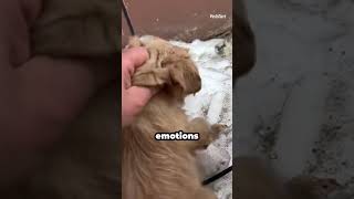 Rescuing Puppies In The Snow