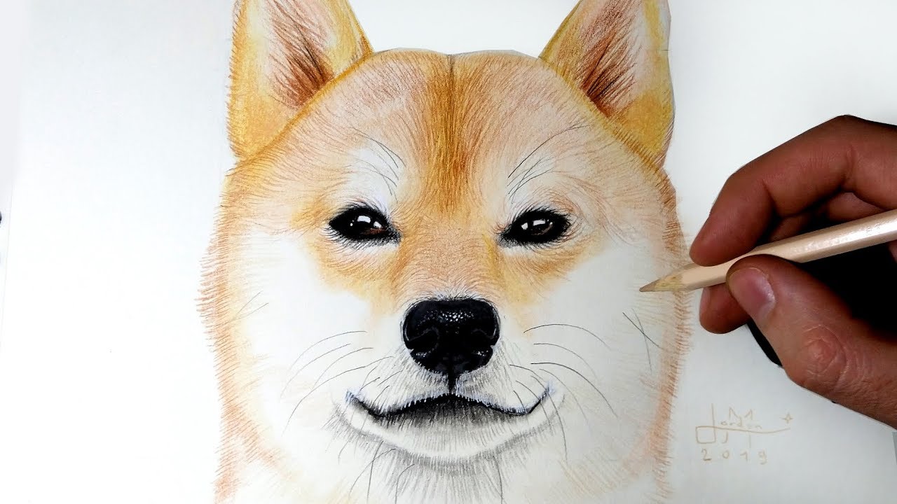 Comment Dessiner Un Chien Shiba Inu Tutoriel