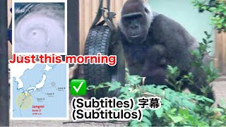 A major typhoon approaches.Is Santaro okay in this heavy rain?｜Momotaro family, gorilla