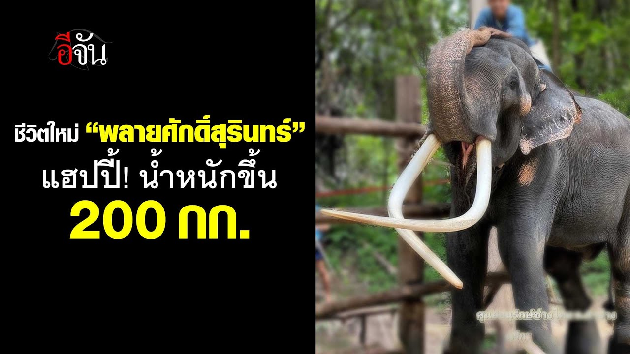 ชีวิตใหม่ พลายศักดิ์สุรินทร์ น้ำหนักขึ้น 200 กิโลกรัม | อีจัน EJAN