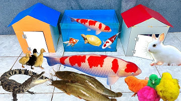 Bắt Các Con Vật Dễ Thương, Vịt, Gà, Cá Trê, Cá Lóc, Rùa Dễ Thương, Thỏ, Ếch, Cua