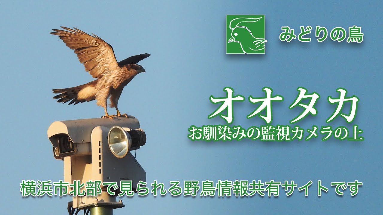 オオタカ@新横浜公園【動画あり】 | みどりの鳥 〜横浜市北部・緑区