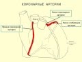 Коронарные артерии |  Анатомия, положение и ход коронарных артерий