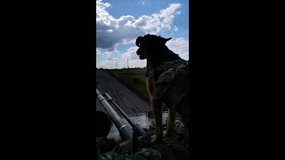 Dogs Of Donbas
