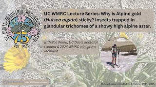 WMRC Lecture Series: Why is Alpine Hulsea algida sticky