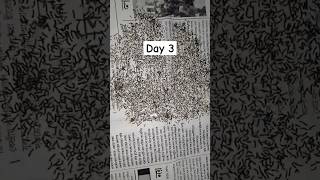 Silkworm day 3 | wait for the end #youtubeshorts #viral #villagelife #silkworms