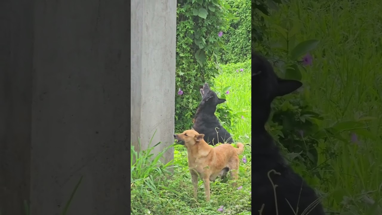 mataka kulfi funny dubbing video rmw rajasthani milky way