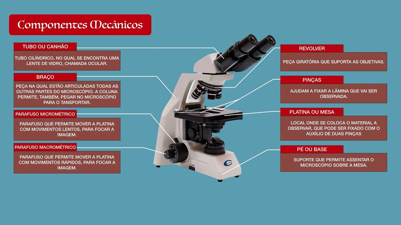Microscópio - Partes do Microscópio Óptico - YouTube