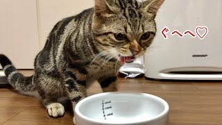 大好きなミルクを目の前に平常心を保てなくなってしまった猫w