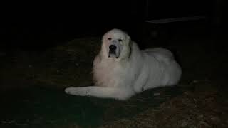 外が気持ちよくて人間にかまっていられない greatpyrenees グレートピレニーズ