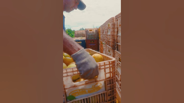 Produção de citrus com competência, amor e respeito à natureza🍃🍊