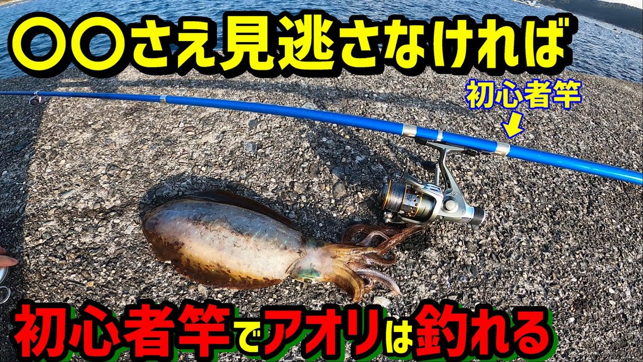 イカ釣りビギナー必見 1 000円竿でもアオリイカは釣れる ヤエン釣り 爆笑食レポあり Youtube